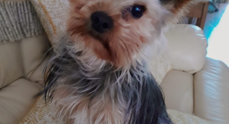 IKC Yorkshire terrier male