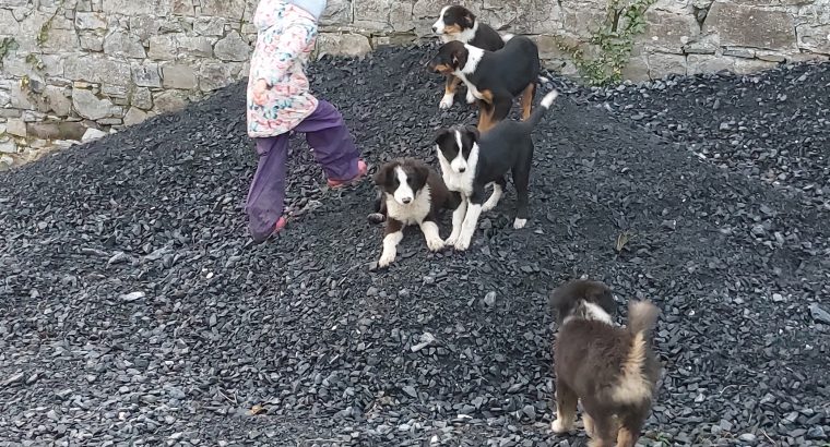 1 border collie pup and 2 collie cross puppies