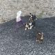 1 border collie pup and 2 collie cross puppies