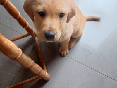 Labrador Puppy for Sale in Tipperary – IKC Registered