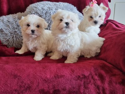 Playful Maltese Puppies for Sale in Trim