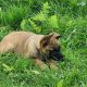 Belgium malinois puppies URGENTLY need new homes