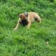 Belgium malinois puppies URGENTLY need new homes