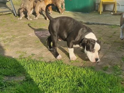 American Pocket Bullys for Sale in Cork