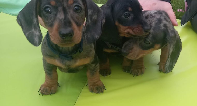miniature dachshund puppies westmeath