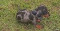 miniature dachshund puppies westmeath