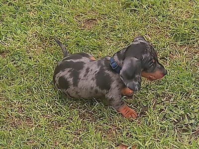 Miniature Dachshund Puppies in Westmeath