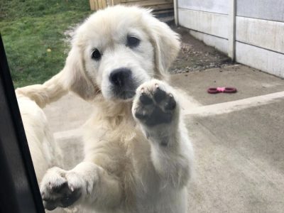 Golden Retriever Pup for Sale in Galway