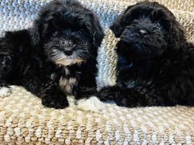 Yorkipoo puppies for sale