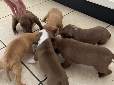 American Pitbull Puppies in Kilcormac – Friendly