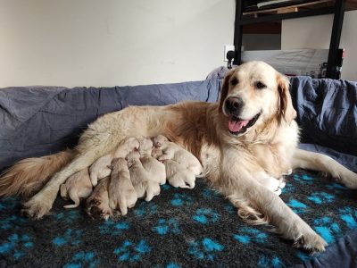 Golden Retriever Puppies for Sale in Wicklow