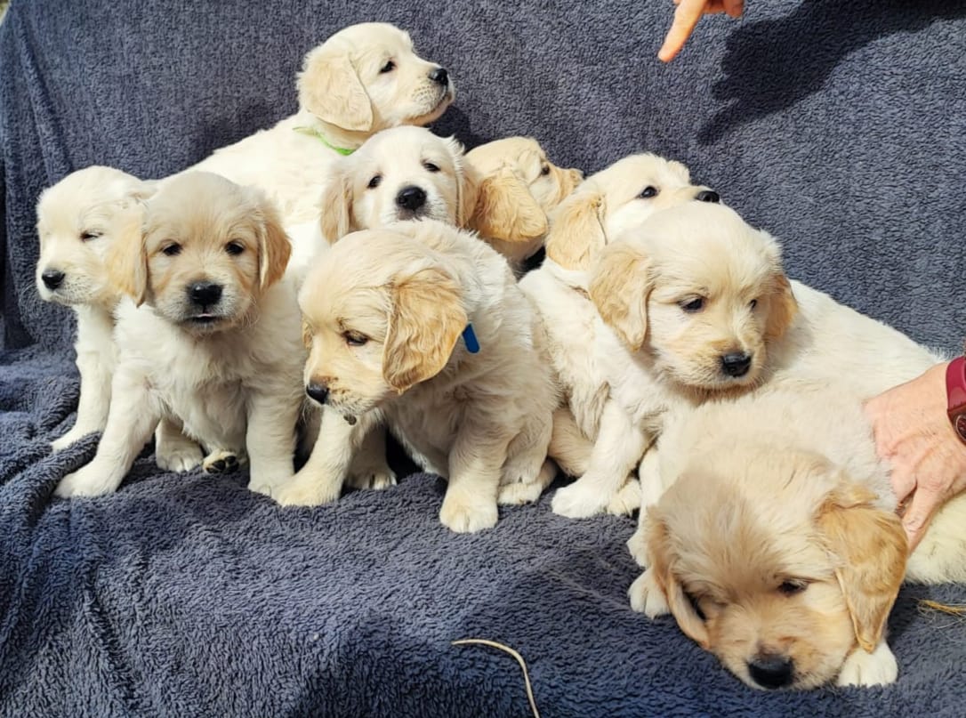 Golden Retriever Puppies For Sale In Wicklow Dogs For Sale Ireland Golden Retriever Puppies For Sale In Wicklow Dogs For Sale Ireland