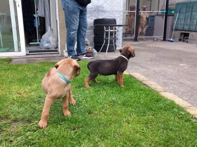 Mastiff X Rhodesian Ridgeback Puppies in Nenagh