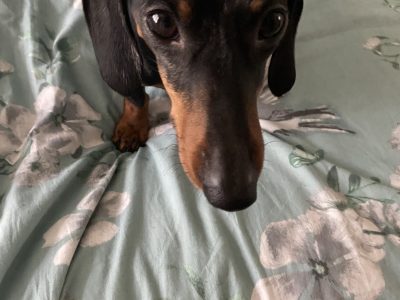 Dachshund Stud in Ashbourne – IKC Registered