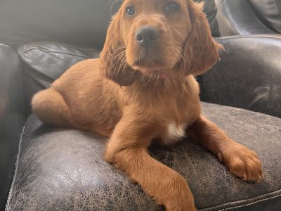 Irish Red Setters in Kilmallock – Playful Pups