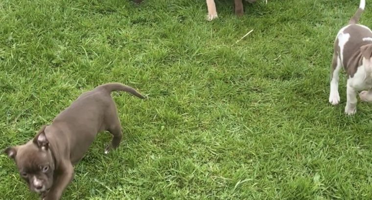 Pitbull terrier pups