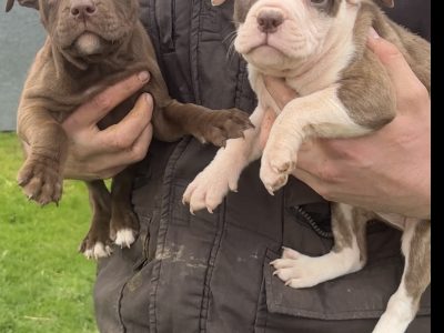 Pitbull Terrier Puppies for Sale in Newcastle West