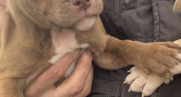 Pitbull terrier pups