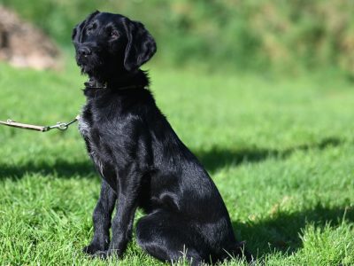 Labrador X puppies in Mallow – Friendly Duo