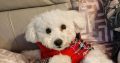 Female Bichon Frise with passport