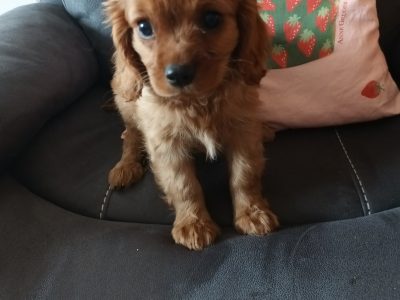 Cavalier King Charles Puppies in Athlone
