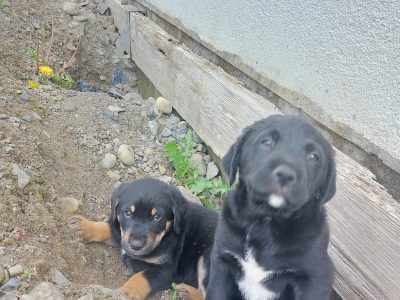 Bernese Mountain X Newfoundland Puppies Offaly