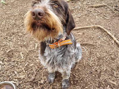 German Wirehaired Pointer in Ratoath – IKC Registered