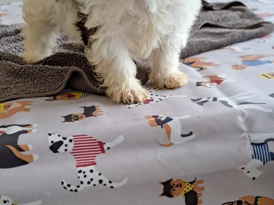 Cavachon Puppies in North Mayo – Loving Friends