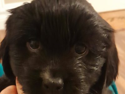Shih Tzu Cockapoo in Roches Point – Last Pup!