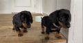 Gorgeous Miniature dachshund puppies