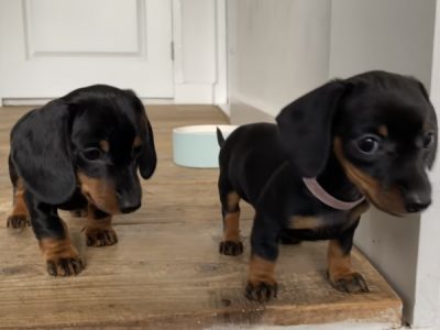 Miniature Dachshund Puppies for Sale in Dublin