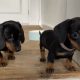 Gorgeous Miniature dachshund puppies