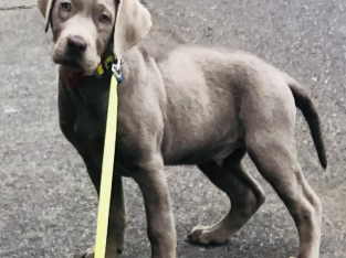 I am selling a wonderful silver Labrador