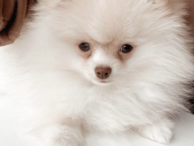 Cream Pomeranian Puppy for Sale in Clondalkin