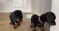 Gorgeous Miniature dachshund puppies