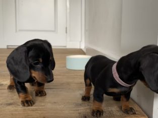 Gorgeous Miniature dachshund puppies