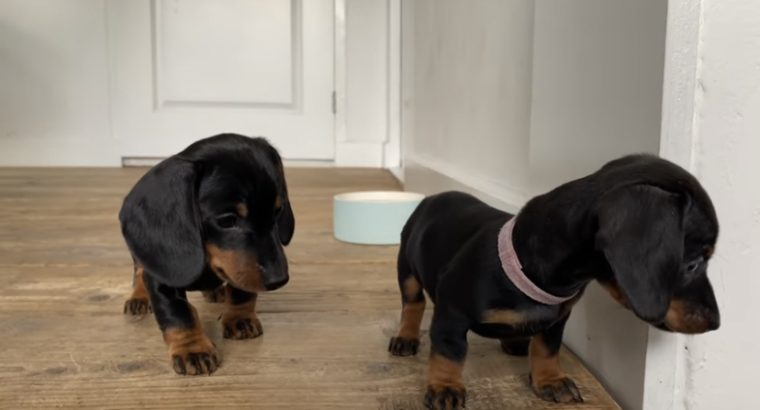 Gorgeous Miniature dachshund puppies