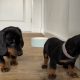 Gorgeous Miniature dachshund puppies