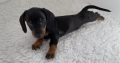 Gorgeous Miniature dachshund puppies