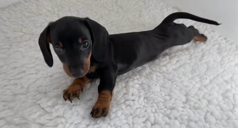 Gorgeous Miniature dachshund puppies