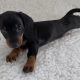 Gorgeous Miniature dachshund puppies