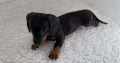 Gorgeous Miniature dachshund puppies