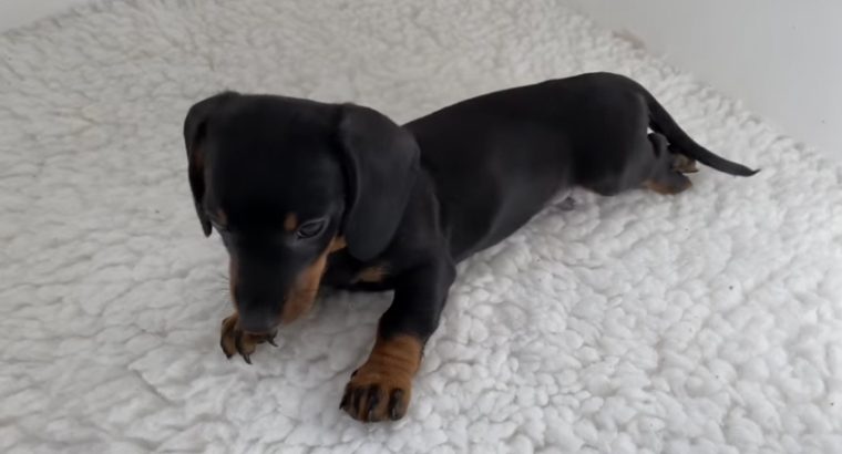 Gorgeous Miniature dachshund puppies