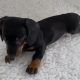 Gorgeous Miniature dachshund puppies