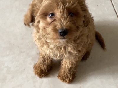 Cavapoochon Puppy for Sale in Athea