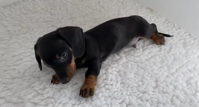 Gorgeous Miniature dachshund puppies