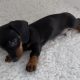 Gorgeous Miniature dachshund puppies