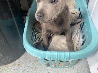 IKC Blue Staffordshire bull terrier pups
