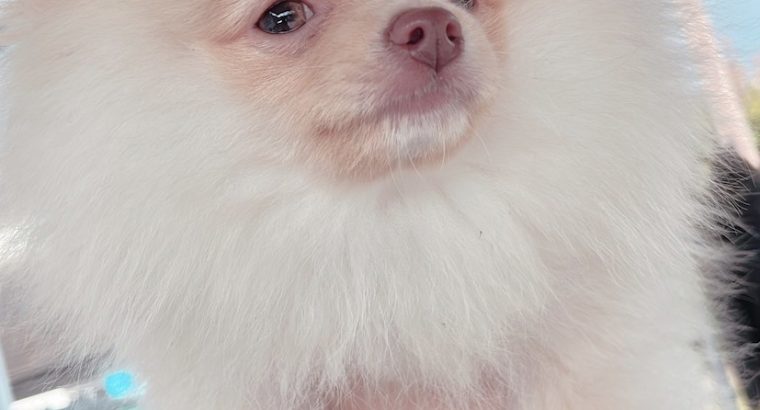 Cream male Pomeranian