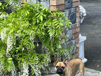 French Bulldog Puppies in Ennis – IKC Registered